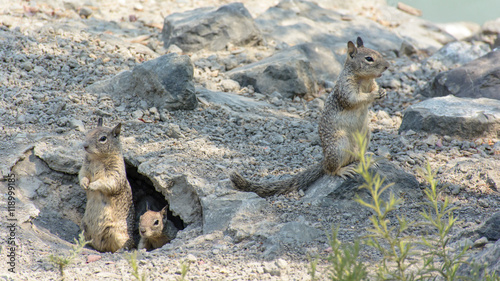 Cute Squirrel Playing Outside Cave