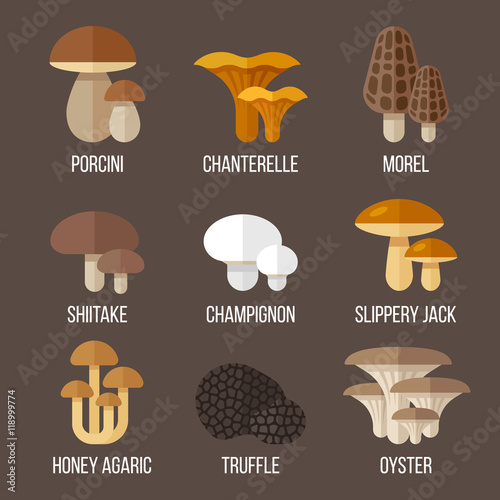 Edible mushrooms photo