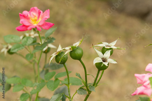 Fruits and flowers of pink wild rose in the garden