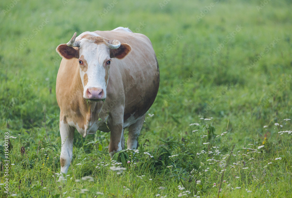Brown cow grazing in the green field Brown cow grazing in the green field