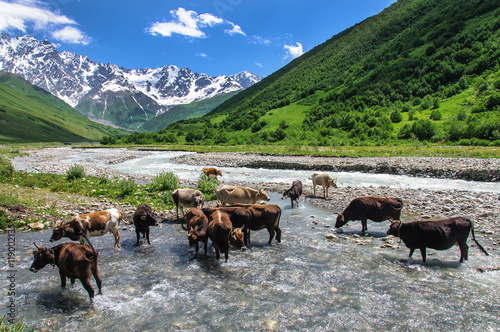 Mountain landscape with cows, Georgia. © tns2710