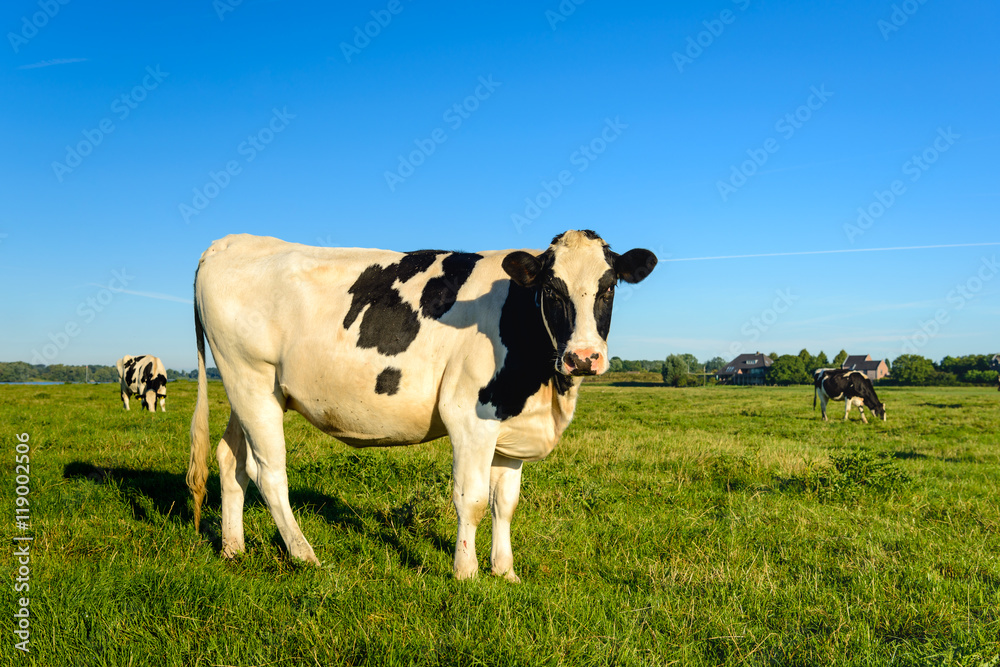 Pasture with young black spotted cows