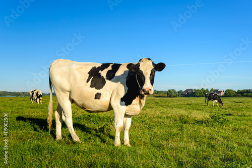 Pasture with young black spotted cows