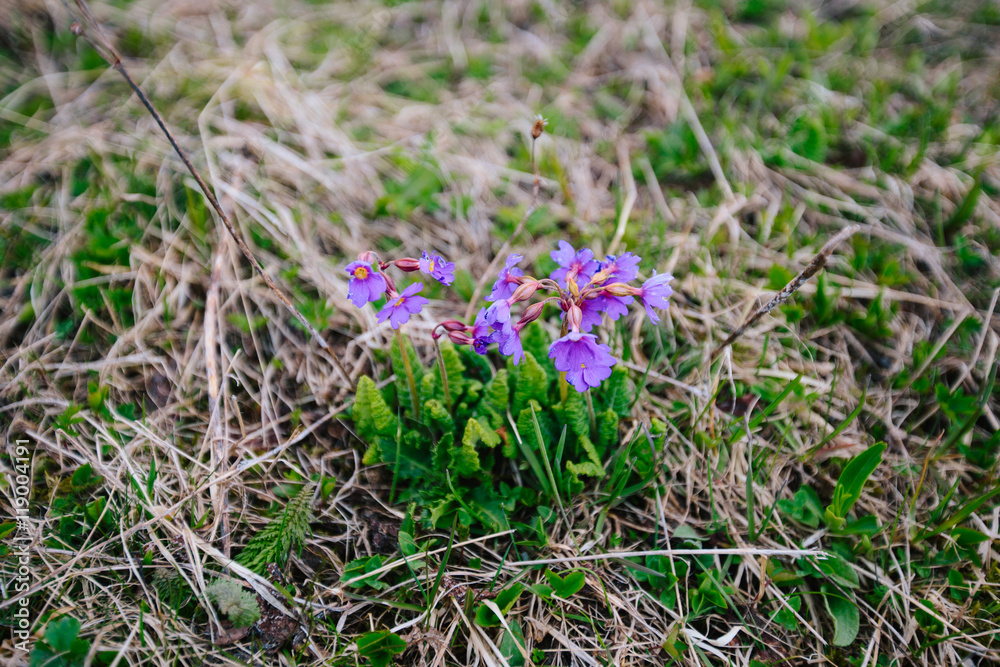 Spring mountain landscape with purple flowers, Adygea, Russia