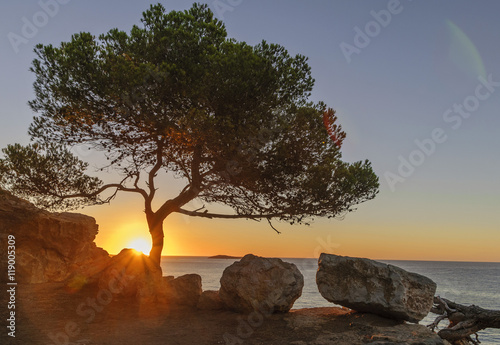 sunrise and lonely tree on the rock. Ibiza, Spain