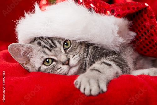 Fototapeta Naklejka Na Ścianę i Meble -  Weihnachtskätzchen