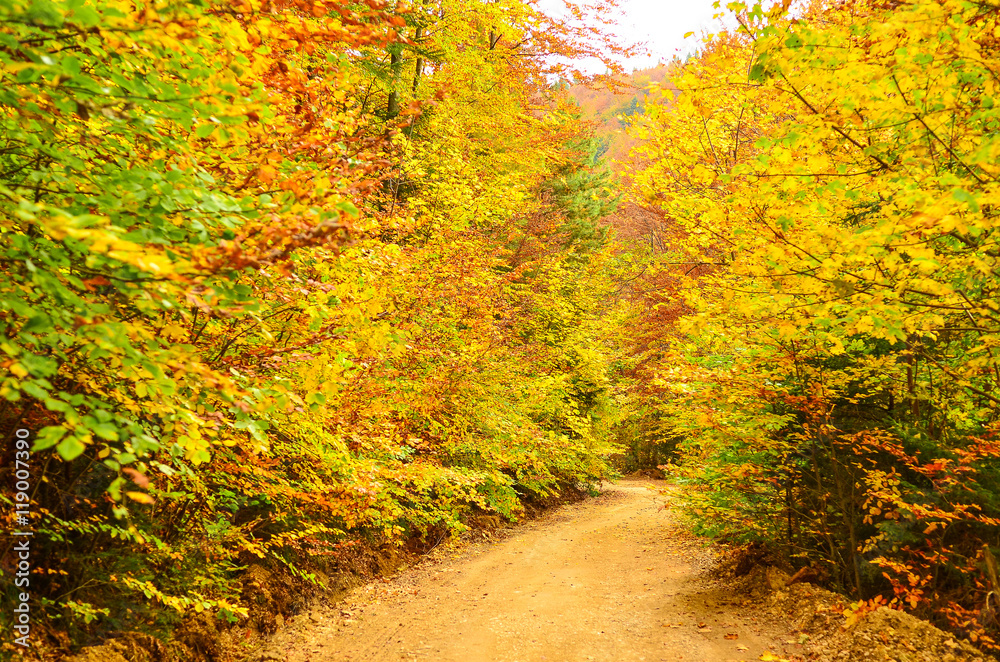 Autumn landscape, into the forest Autumn landscape, into the forest