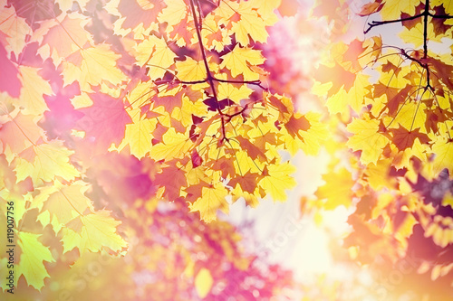 Beautiful autumnal leaves - treetop illuminated with autumn sun