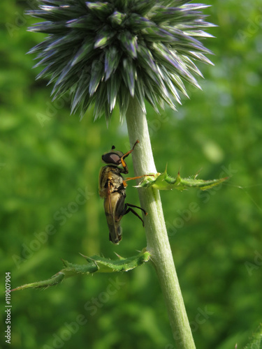 Sumpfschwebfliege an Kugeldistel
 photo