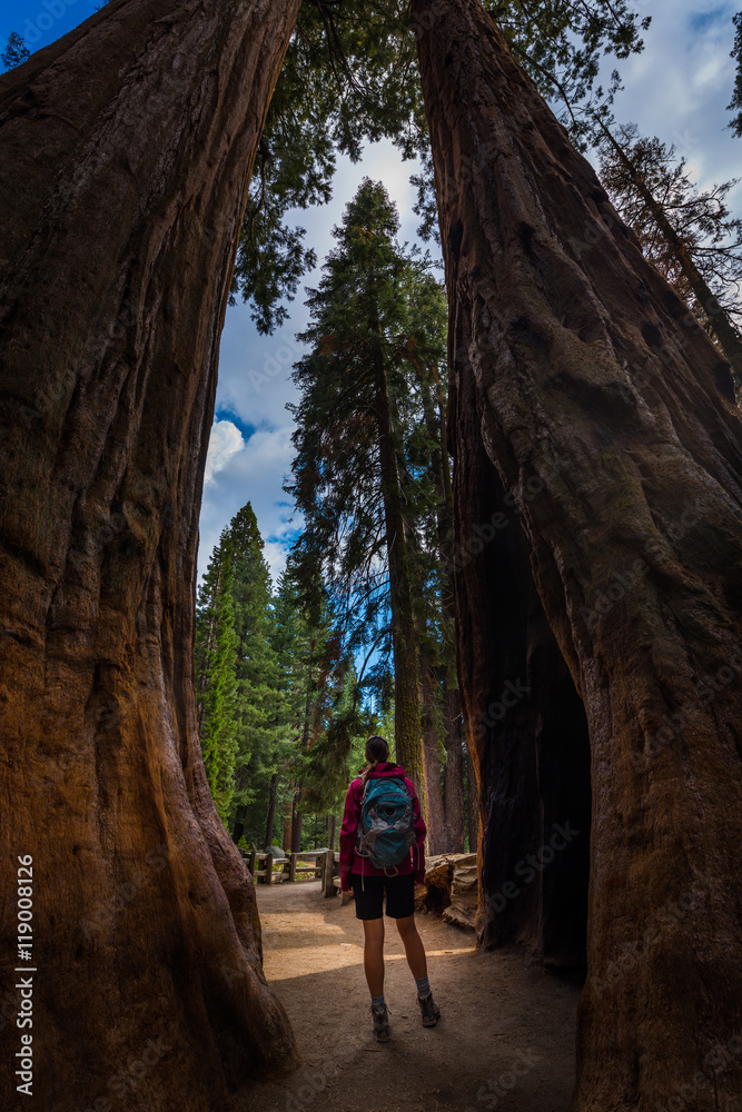  Hiker standing between two Giant Sequoia trees