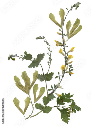 Herbarium with dry pressed Green summer meadow plant on white background.