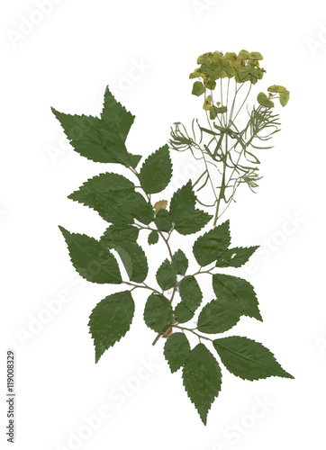 Herbarium with dry pressed Green summer meadow plant on white background.