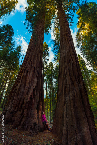  Hiker  admiring Giant Sequoia trees