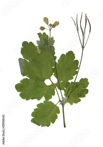 Herbarium with dry pressed Green summer meadow plant on white background.