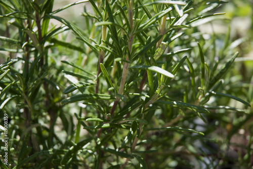Rosemary herb leaves, can be used as a background. 