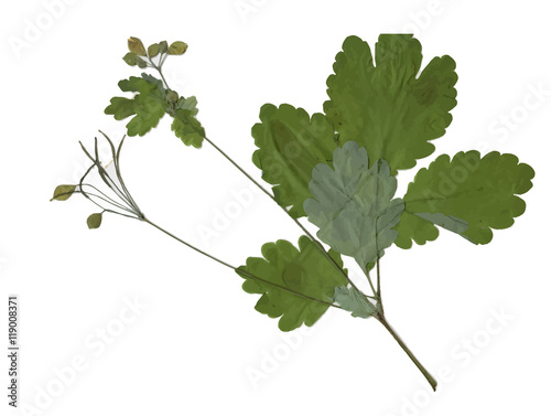 Herbarium with dry pressed Green summer meadow plant on white background.