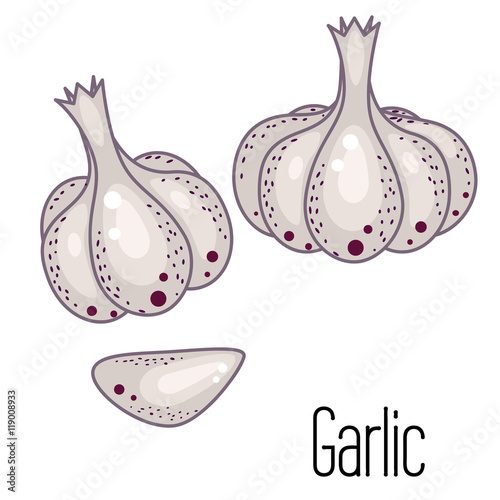 Garlic vector illustration. Garlic clove and bulb condiment icons on white.