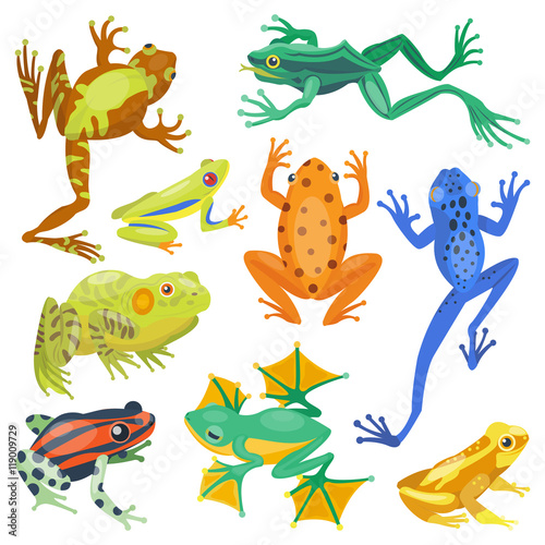 Frog cartoon tropical animal and green frog cartoon nature icons. Funny frog cartoon collection vector illustration. Green  wood  red toxic frogs flat syle isolated on white background