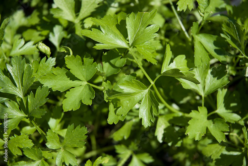 Parsley herb leaves, can be used as a background.