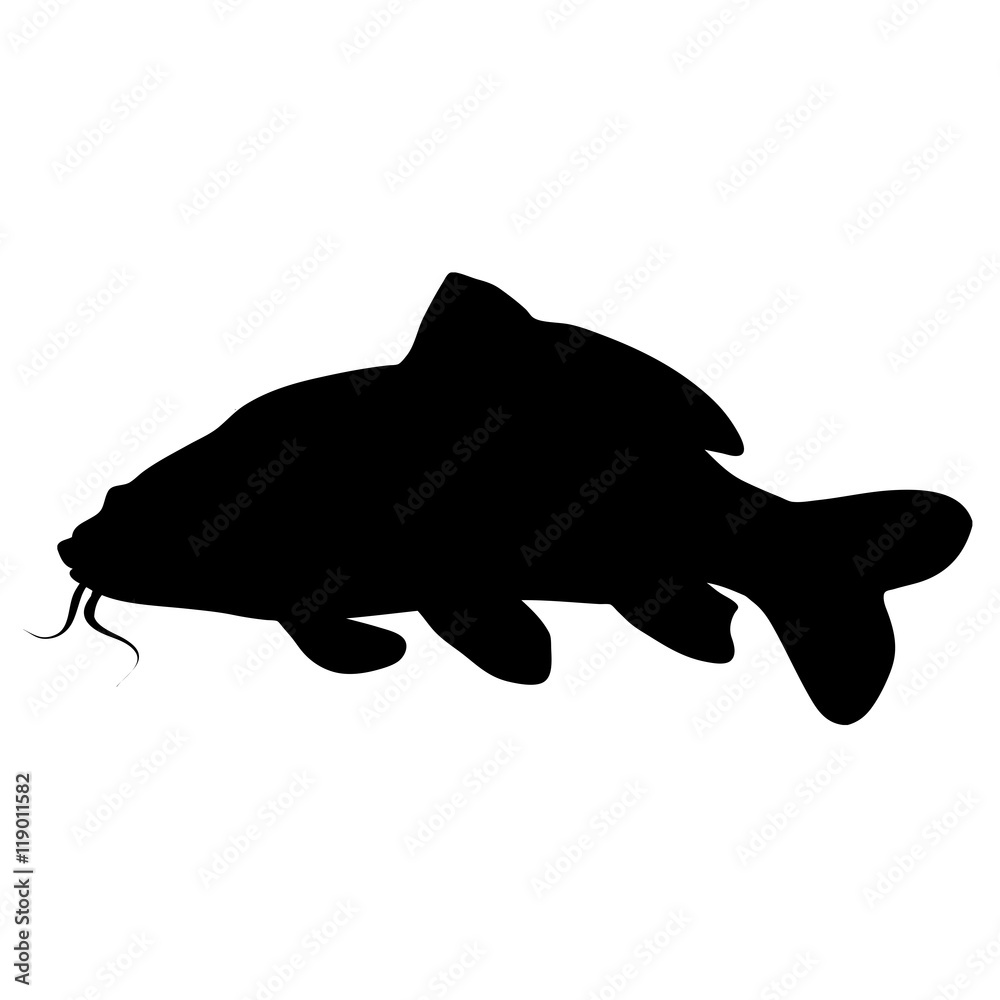 Silhouette of a carp koi fish Silhouette of a carp koi fish