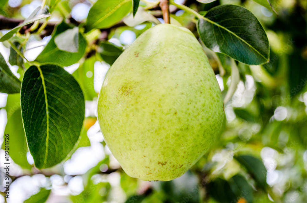 Healthy Organic Pears. Juicy flavorful pears of nature background. Pear on a branch. A pear on a tree (growing). Ripen Bosc Pears on the Tree. organic pears on tree branch