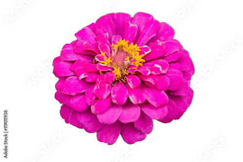 pink zinnia isolated on white background