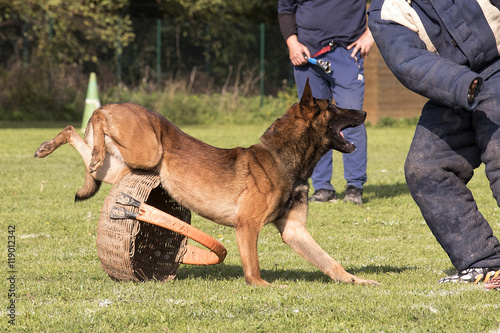 berger belge malinois en ring