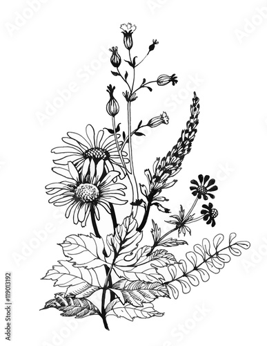 Wallpaper Mural Vintage monochrome wildflowers, watercolor illustration on white background Torontodigital.ca