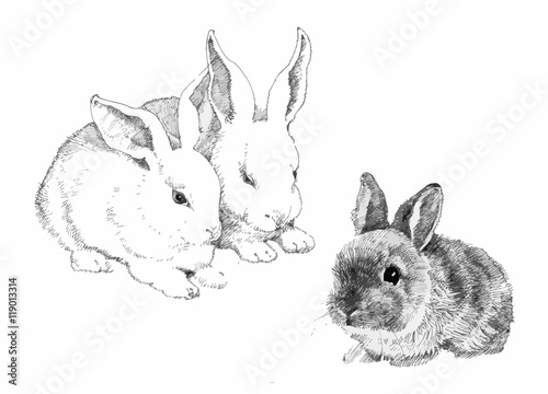 Sketched cute rabbits illustration.