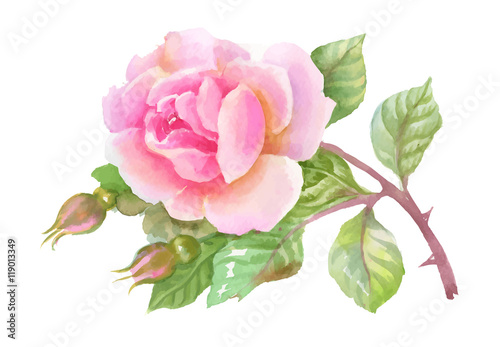 Watercolor garden rose isolated on white background.