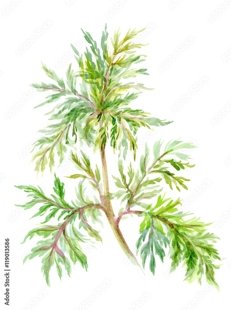 Hand drawn herbal flowers isolated on white background. Hand drawn herbal flowers isolated on white background.