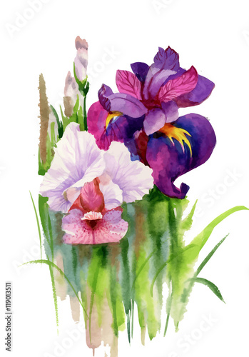 Watercolor blooming iris flowers illustration.