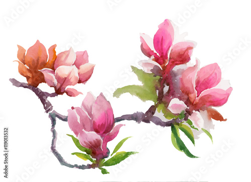 Watercolor Summer blooming pink magnolia flowers.