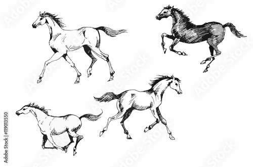Horses collection vintage illustration.