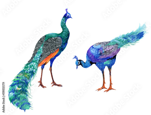watercolor drawing peacocks illustration