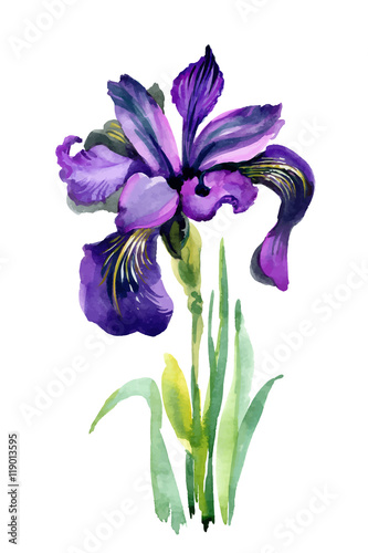 Watercolor garden Iris flowers isolated on white background.