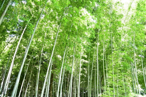 Bamboo grove, bamboo forest natural green background