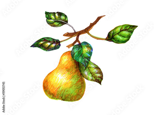 Photo of pears with leaves isolated on white