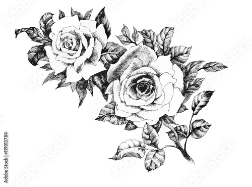 Hand drawn garden rose flower isolated on white background.