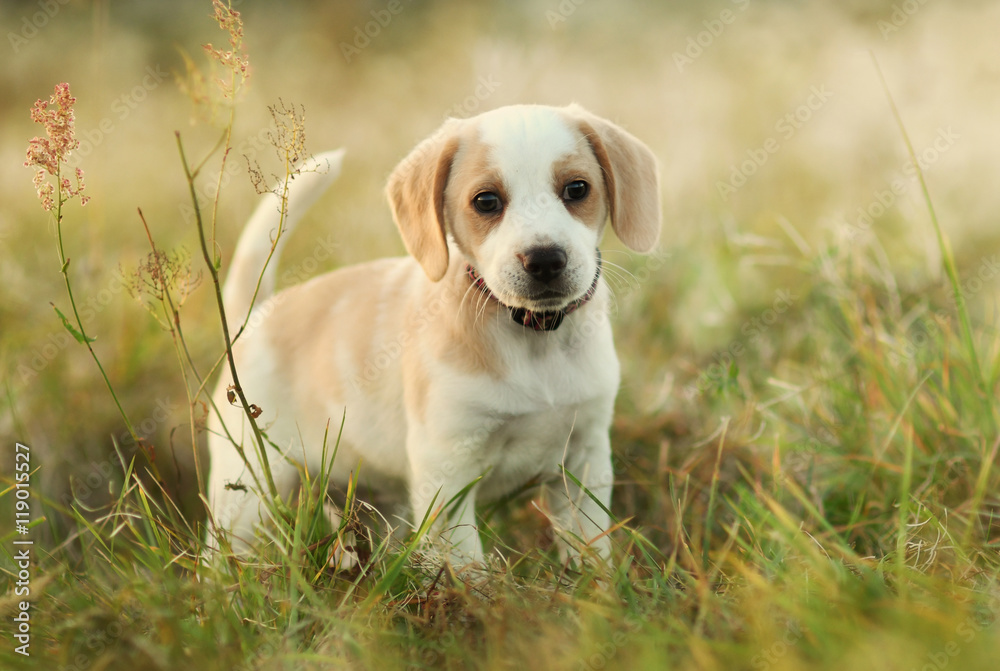 Fotografie Cute beagle dog puppy