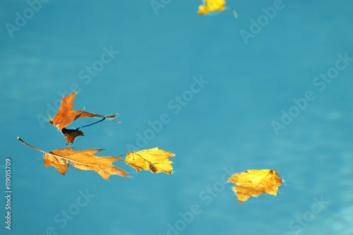 autumn leaves floating on the swimming pool © nd700