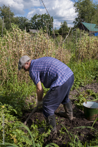 Man pensioner digging potatoes in the country