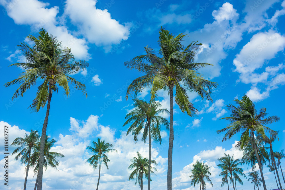 Coconut Trees With Nice Blue Sky and Clouds