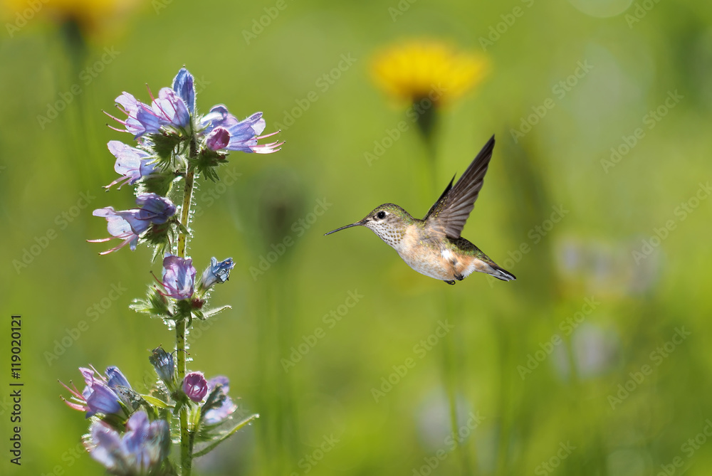 Hummingbird and meadows in late summer Hummingbird and meadows in late summer