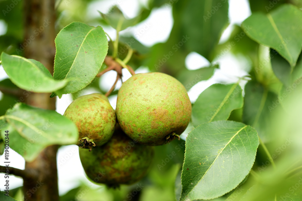 pear pear