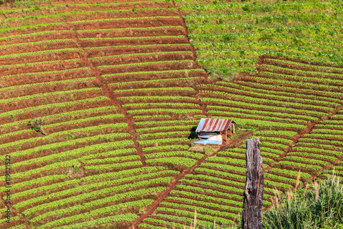 Obraz na płótnie mountains view in the morning at chaingmai northern thailand w salonie