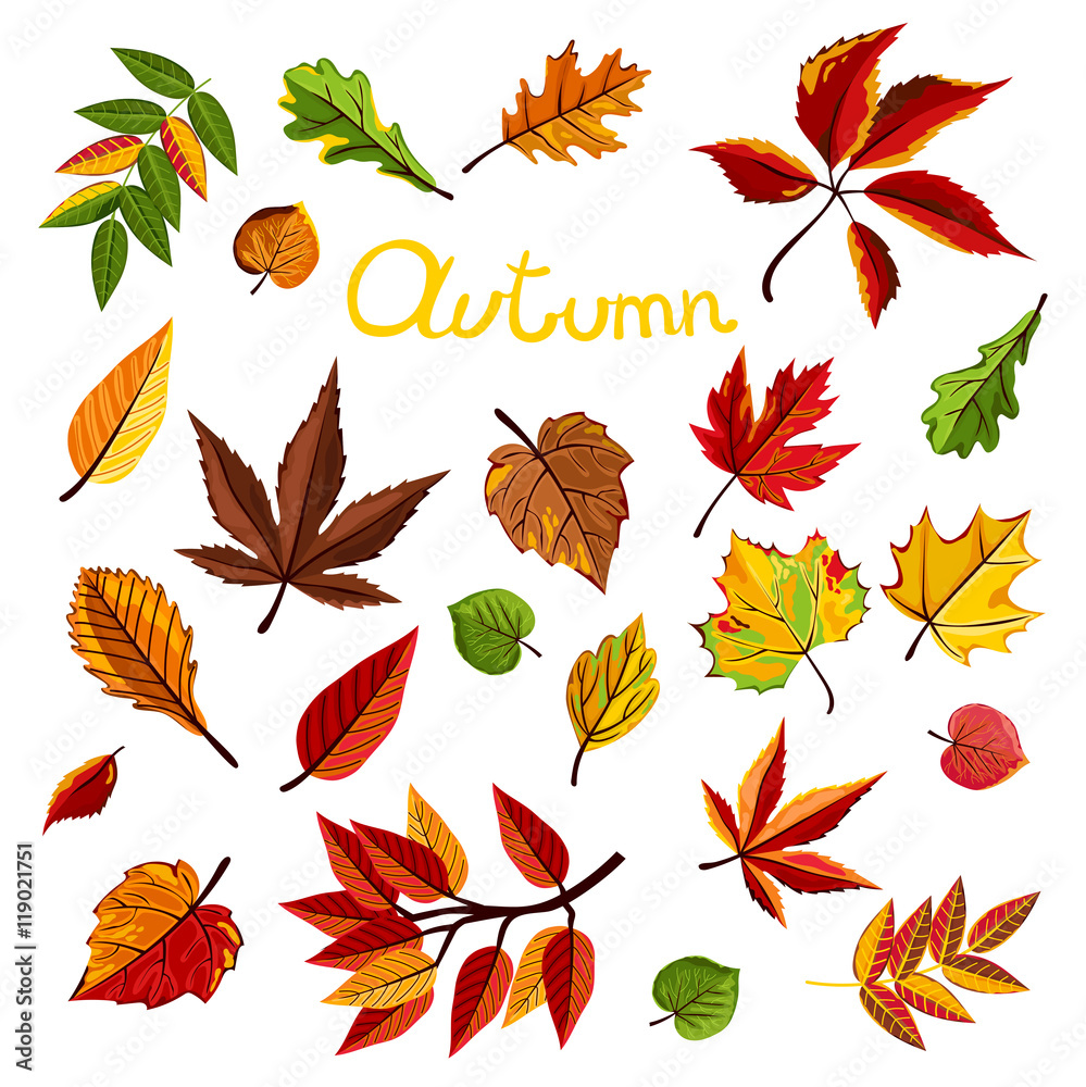 Fototapeta premium Autumn leaves collection vector illustration. Hand drawn autumn leaves in cartoon style. Design elements.