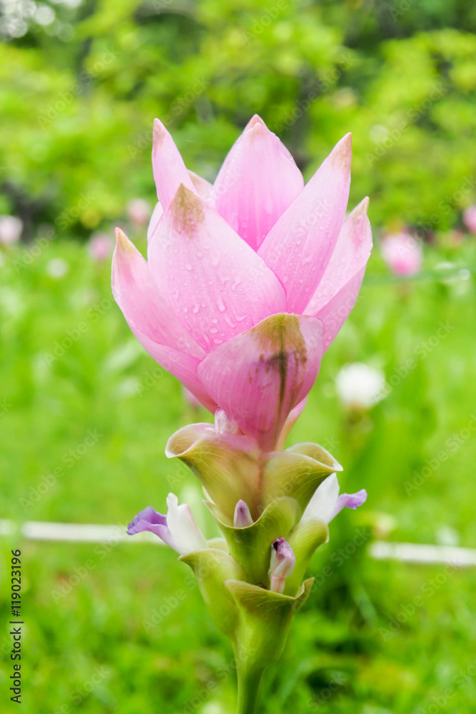 Fototapeta premium single flowers closeup soft focus nature background.