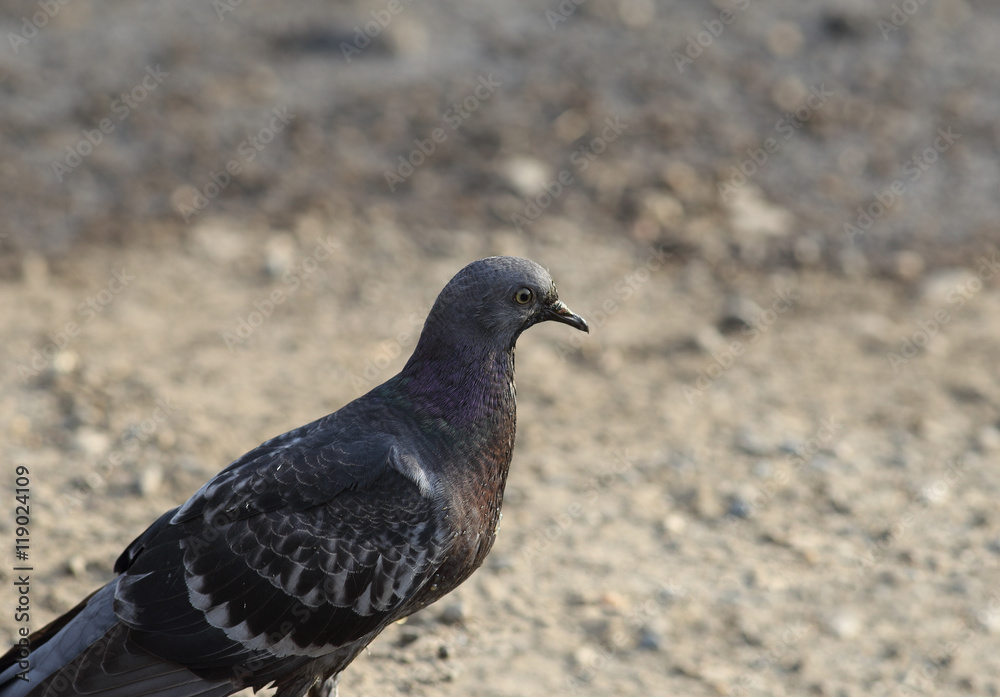 Water droplets on the plumage of a dove Water droplets on the plumage of a dove