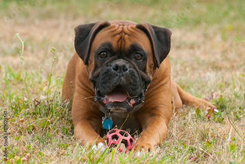 Playful Boxer dog lying in the grass with a ball © jbosvert